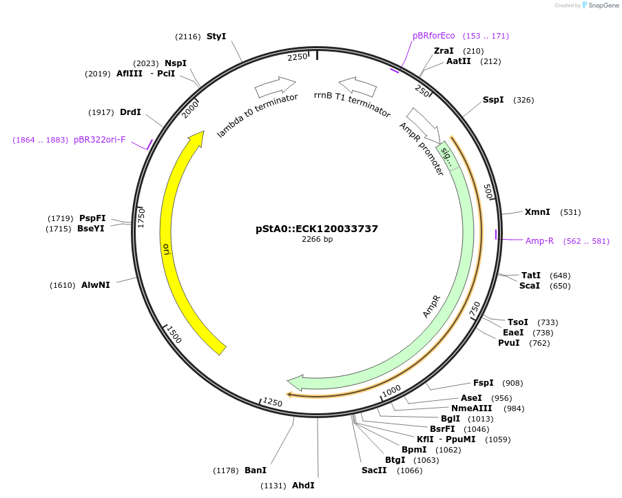 114341-plasmid-map-sequence-id-229114