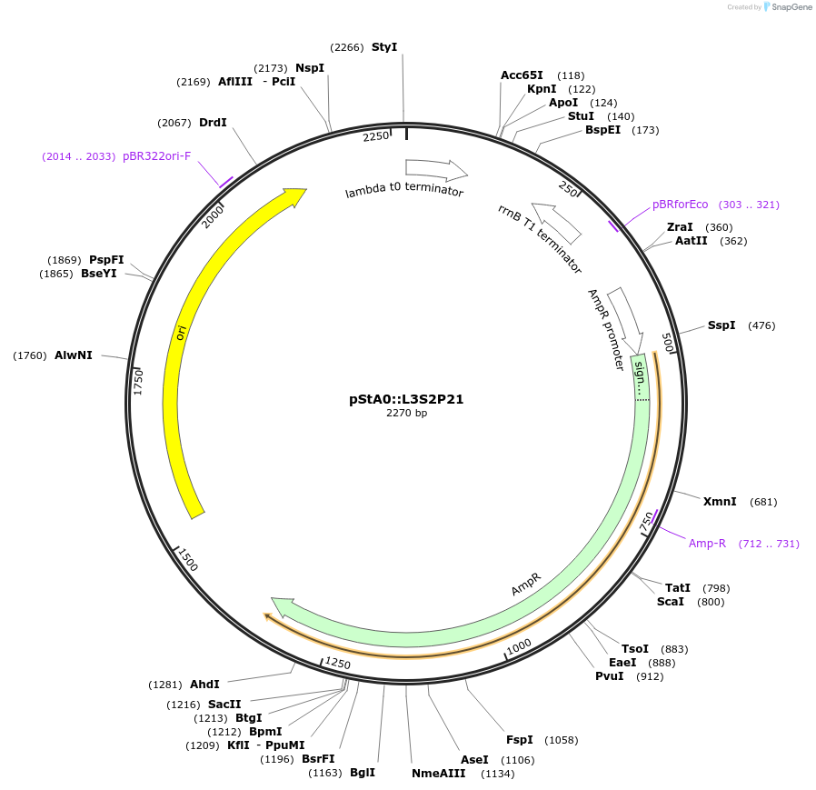 114340-plasmid-map-sequence-id-229120