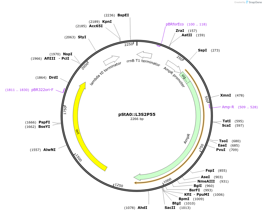 114339-plasmid-map-sequence-id-229126