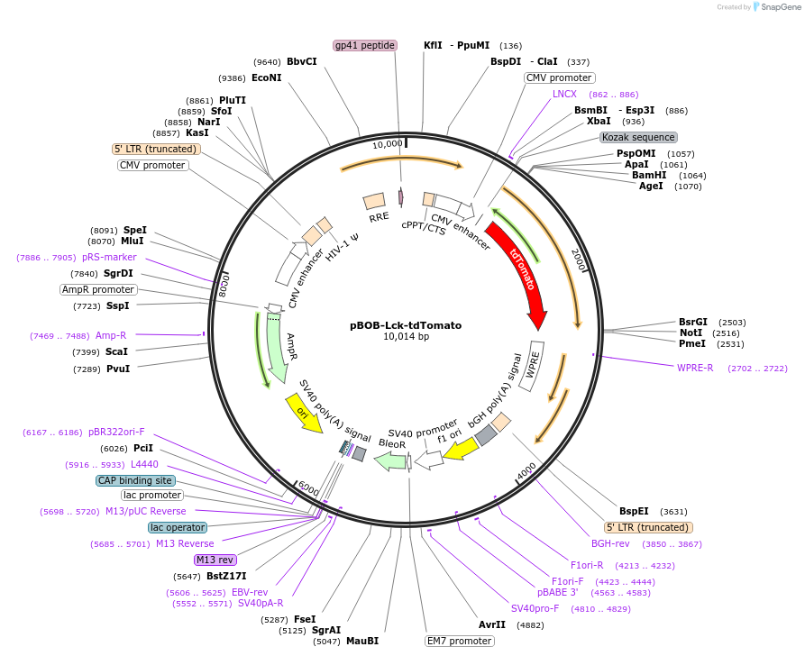 118739-plasmid-map-sequence-id-229130