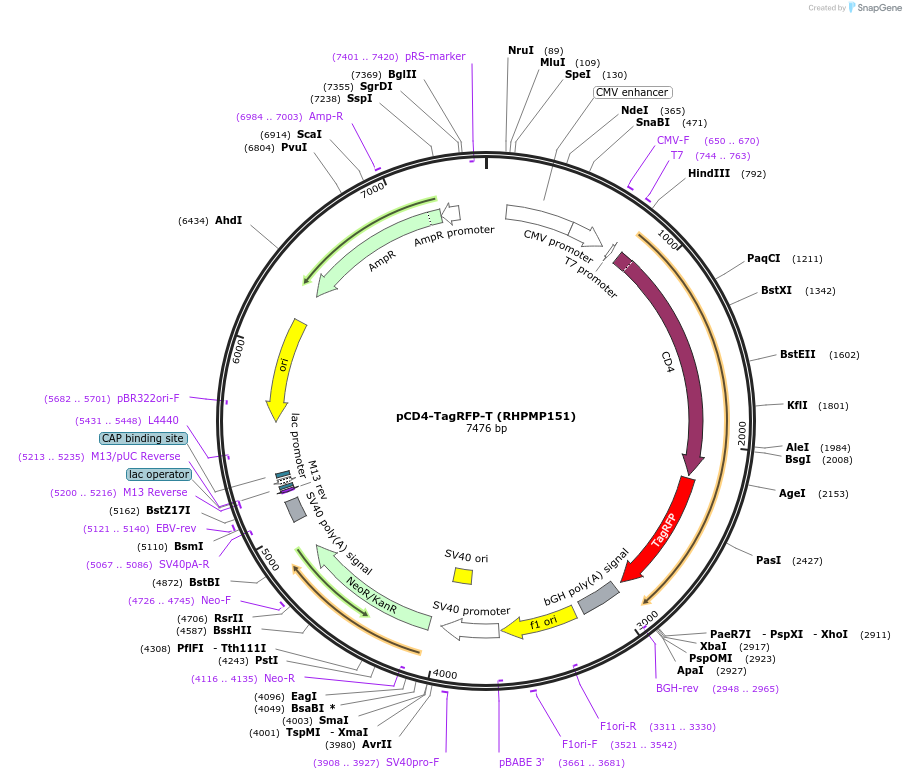119238-plasmid-map-sequence-id-229248