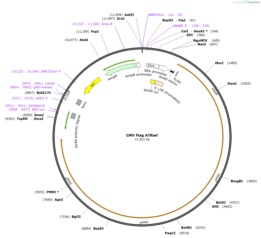 41909-plasmid-map-sequence-id-229251