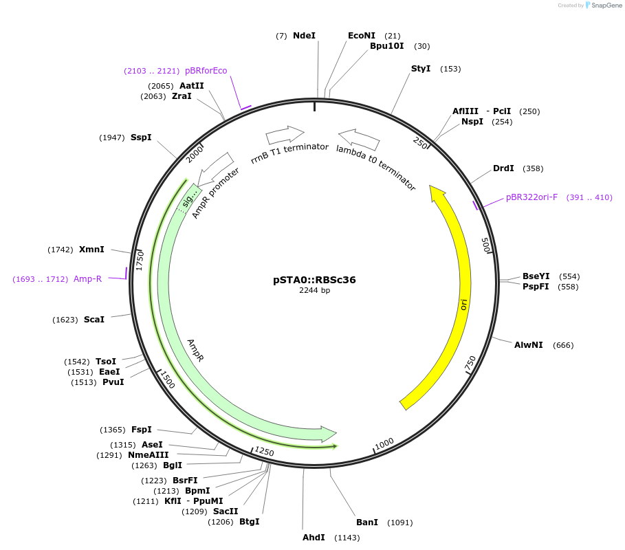 114337-plasmid-map-sequence-id-229284