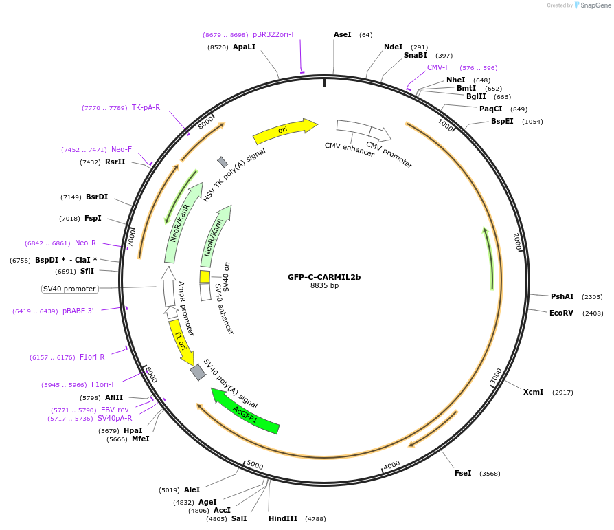 118741-plasmid-map-sequence-id-229285