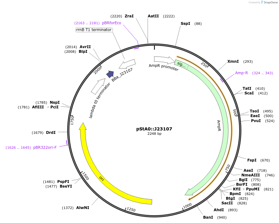114329-plasmid-map-sequence-id-229291