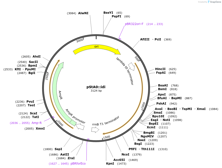 114350-plasmid-map-sequence-id-229295