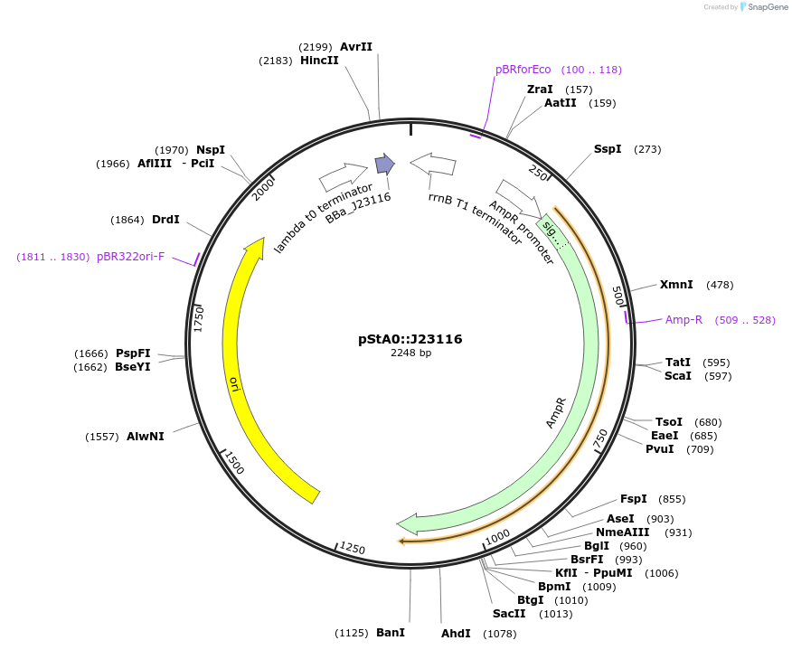 114331-plasmid-map-sequence-id-229305