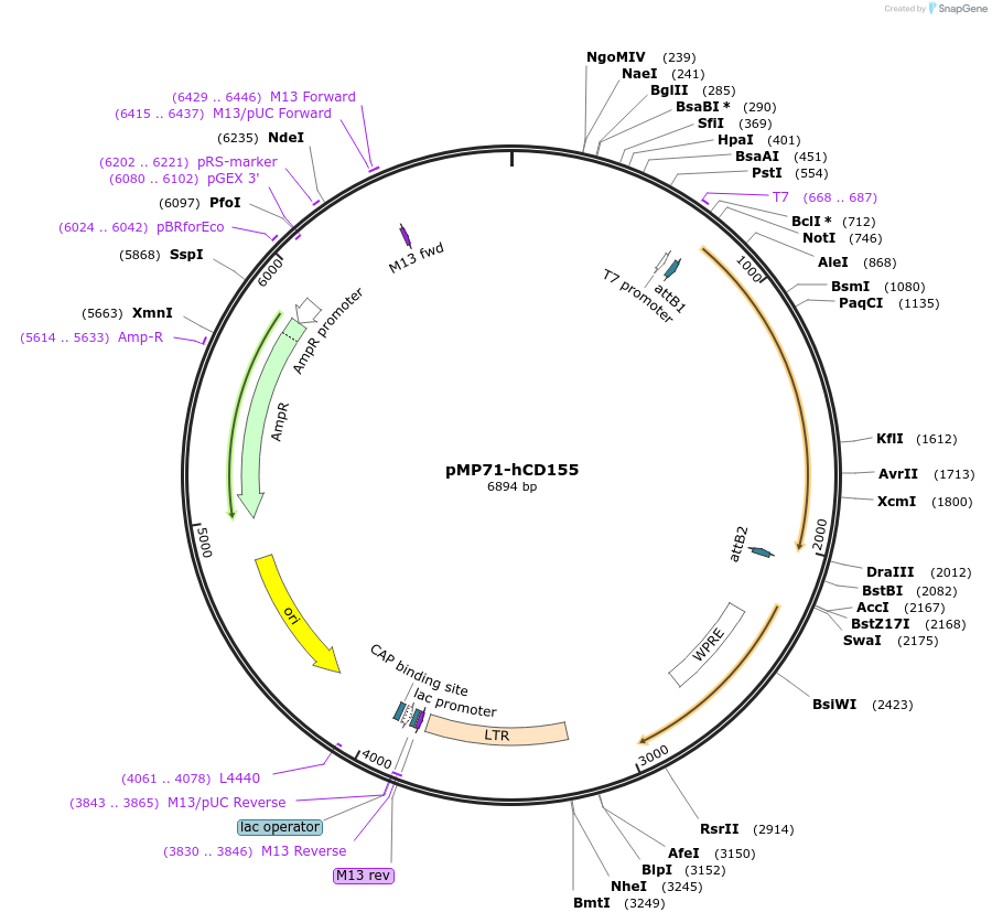 118630-plasmid-map-sequence-id-229308