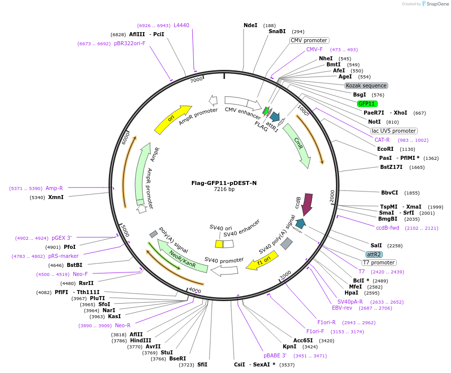 118366-plasmid-map-sequence-id-229314