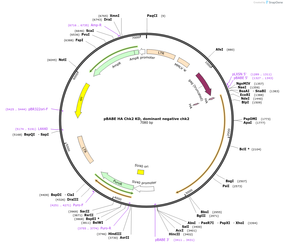 41902-plasmid-map-sequence-id-229316