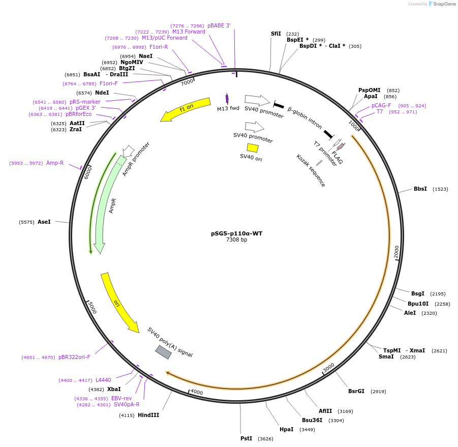 55709-plasmid-map-sequence-id-229317