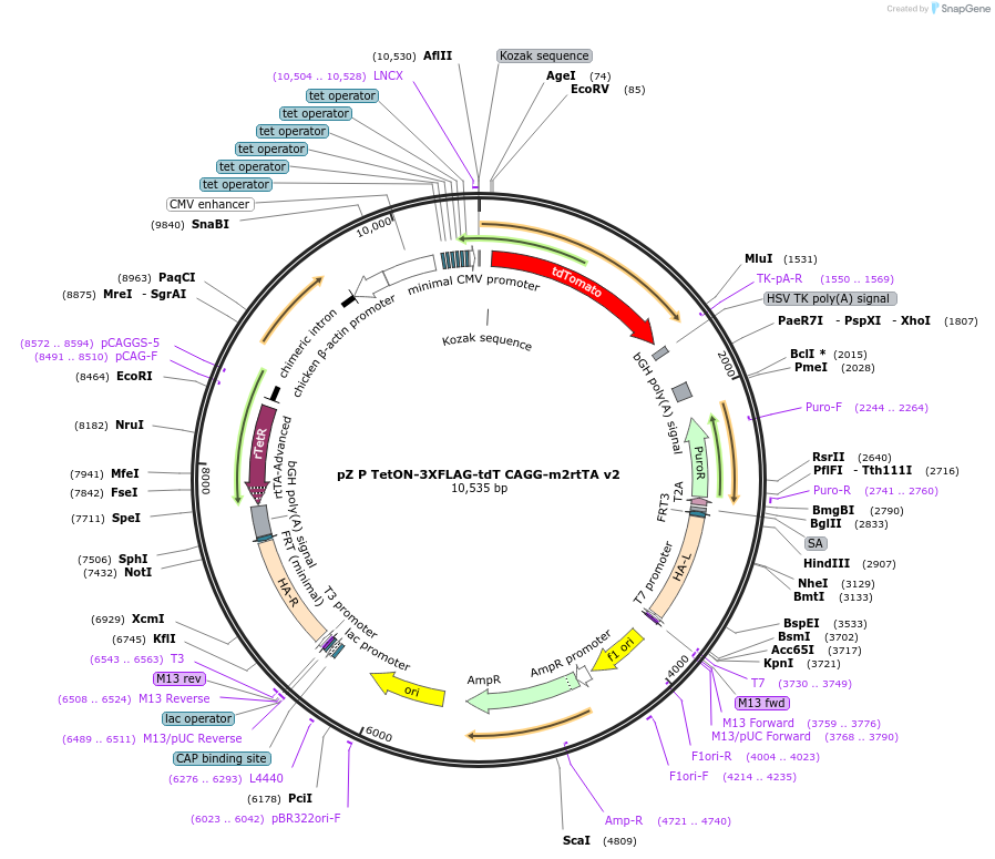 112668-plasmid-map-sequence-id-229324