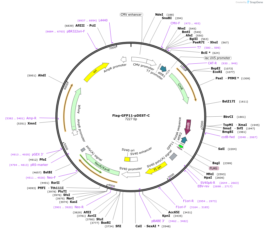 118367-plasmid-map-sequence-id-229338