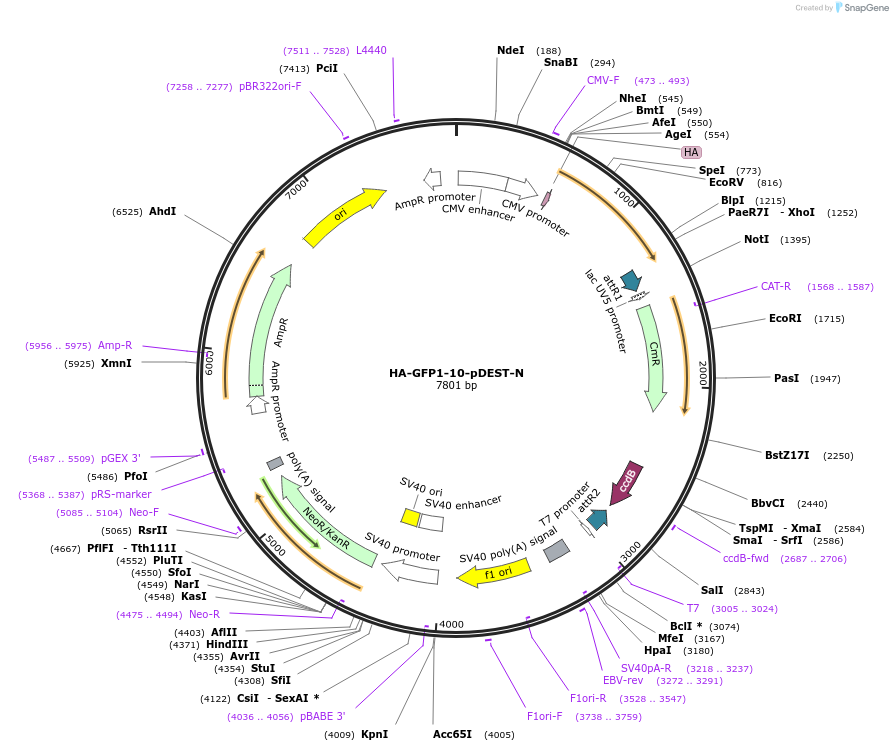 118368-plasmid-map-sequence-id-229405