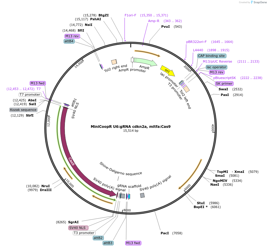 118842-plasmid-map-sequence-id-229406