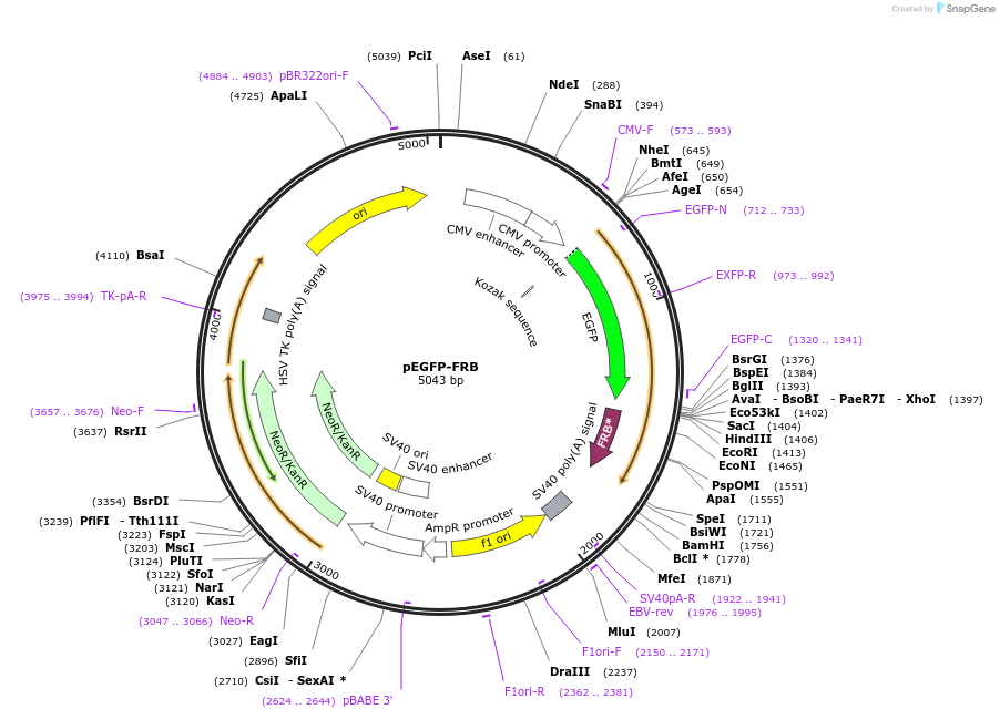 25919-plasmid-map-sequence-id-229407