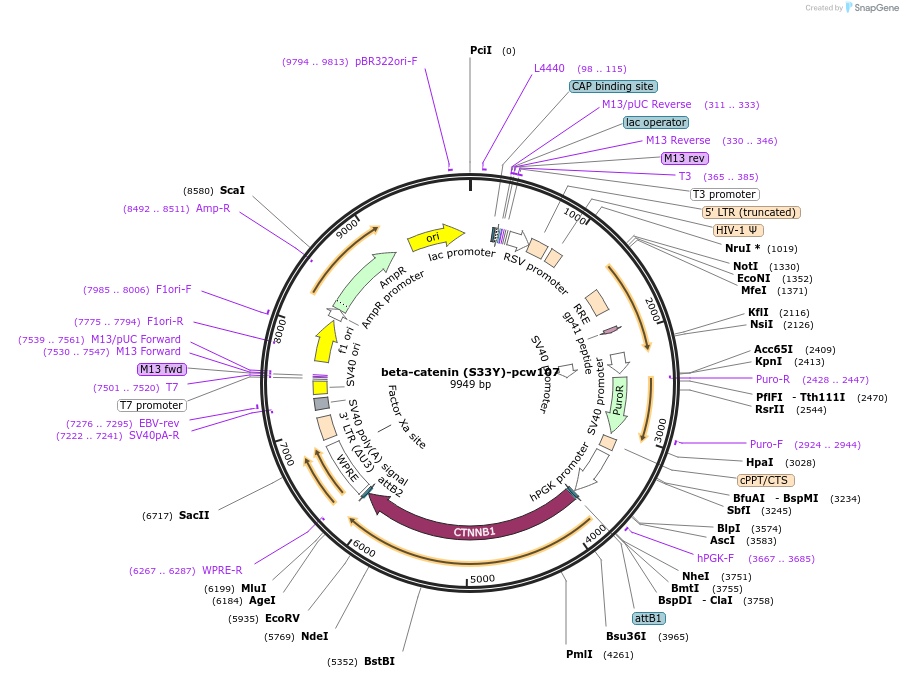 64615-plasmid-map-sequence-id-229412