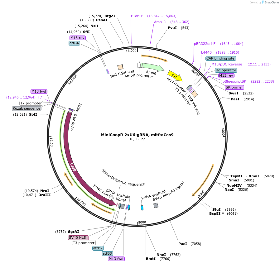 118844-plasmid-map-sequence-id-229414