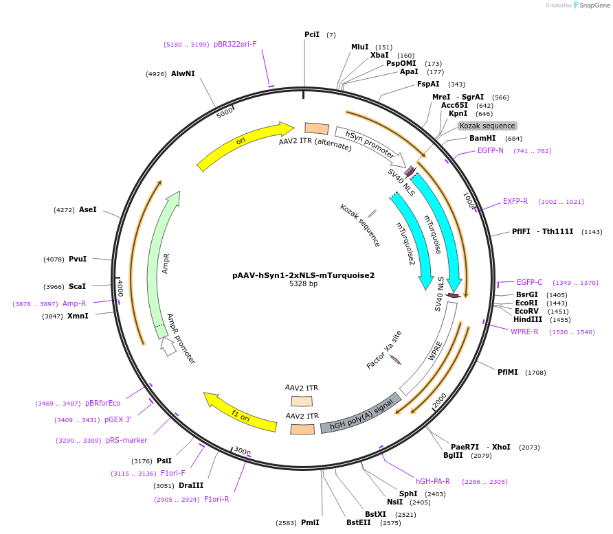 118025-plasmid-map-sequence-id-229415