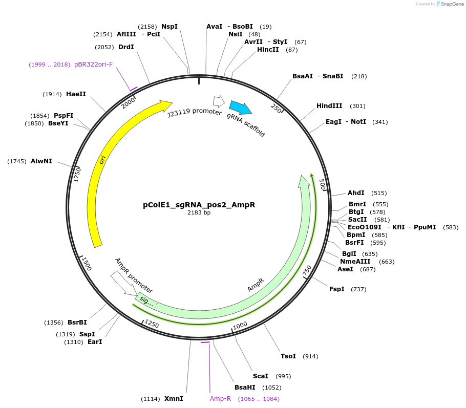 119145-plasmid-map-sequence-id-229417