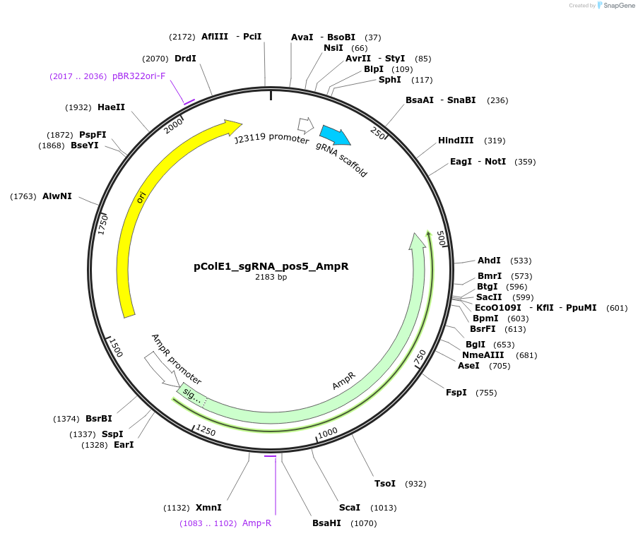 119148-plasmid-map-sequence-id-229421