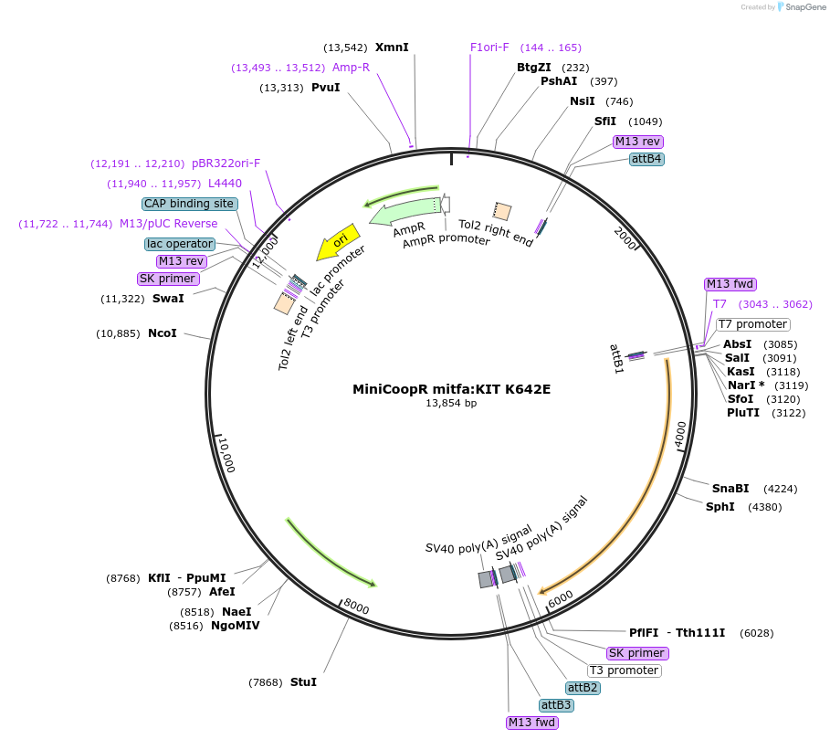 118849-plasmid-map-sequence-id-229424
