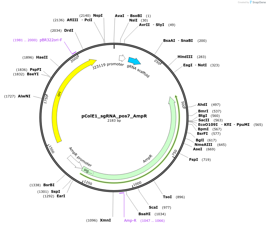 119150-plasmid-map-sequence-id-229427