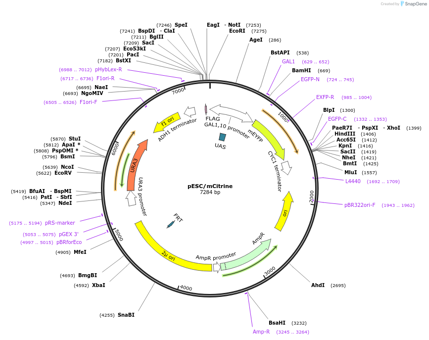 117996-plasmid-map-sequence-id-229428