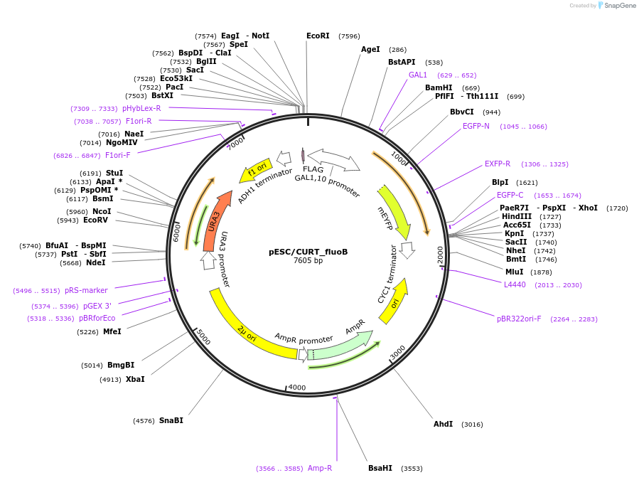 117997-plasmid-map-sequence-id-229432