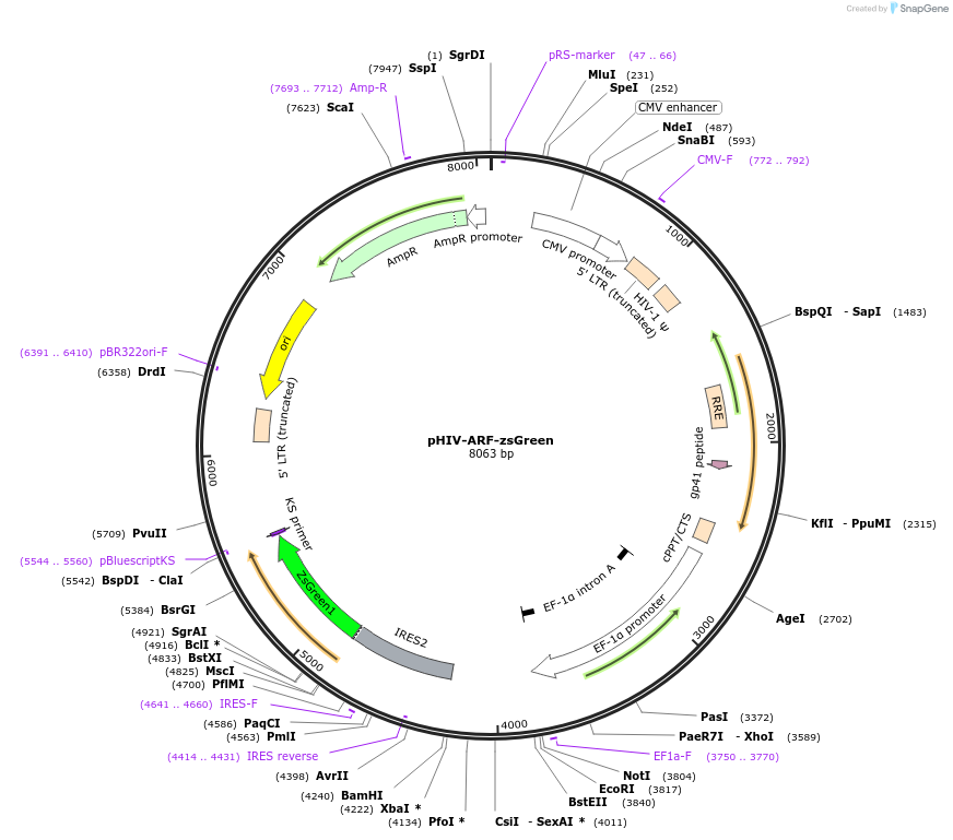 110729-plasmid-map-sequence-id-229437