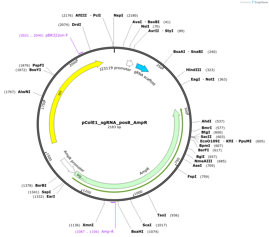 119151-plasmid-map-sequence-id-229438