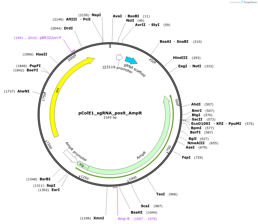 119152-plasmid-map-sequence-id-229440