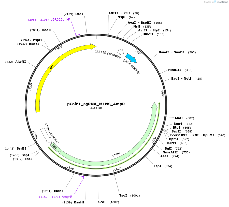 119155-plasmid-map-sequence-id-229443