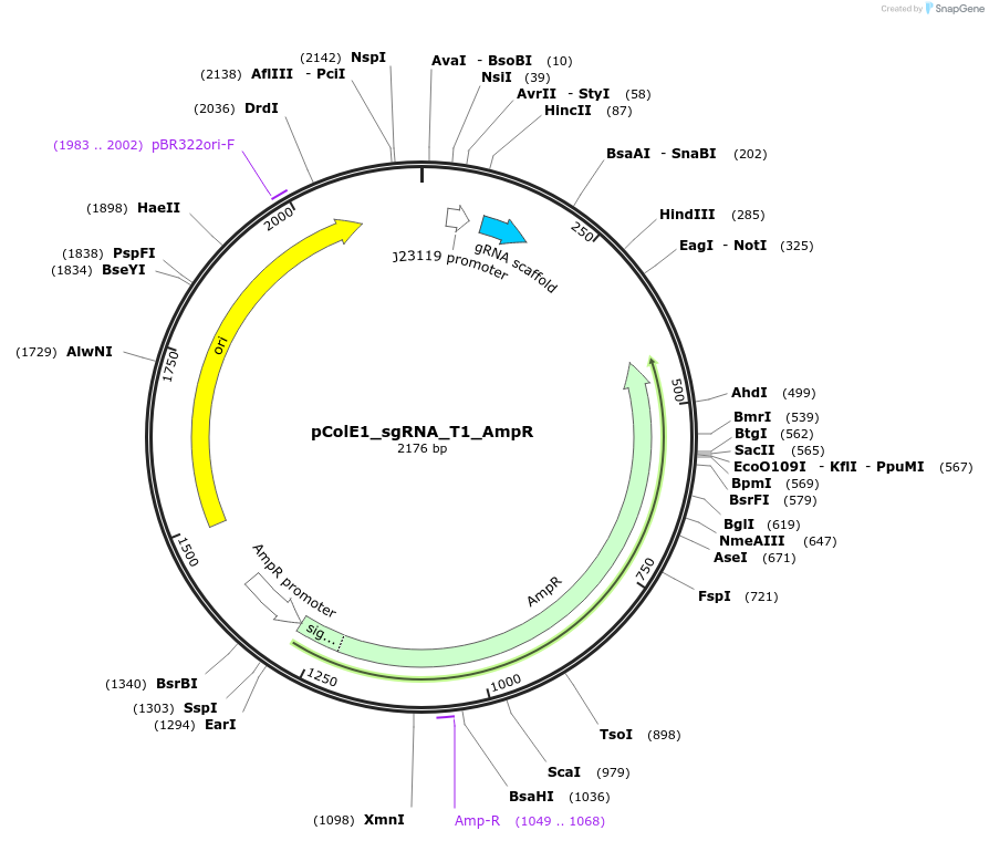 119158-plasmid-map-sequence-id-229449