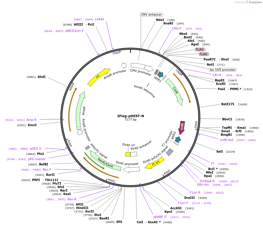 118371-plasmid-map-sequence-id-229457