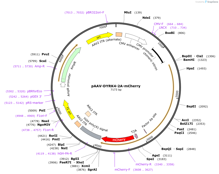 118289-plasmid-map-sequence-id-229468