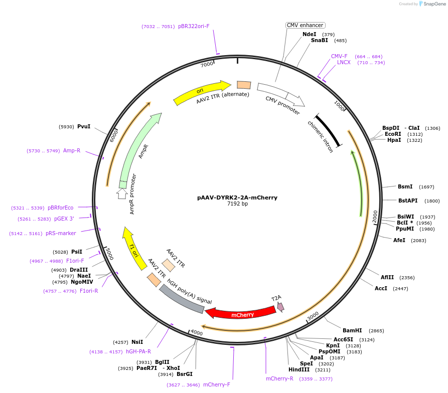 118285-plasmid-map-sequence-id-229470