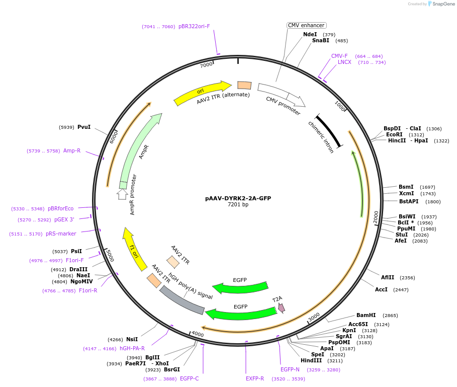 118284-plasmid-map-sequence-id-229473