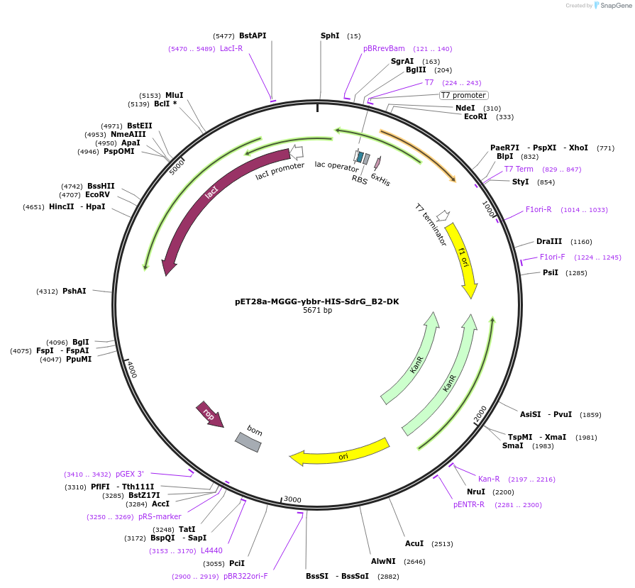 117982-plasmid-map-sequence-id-229479