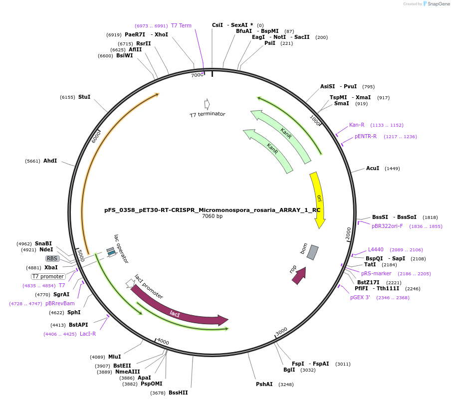 116970-plasmid-map-sequence-id-229485