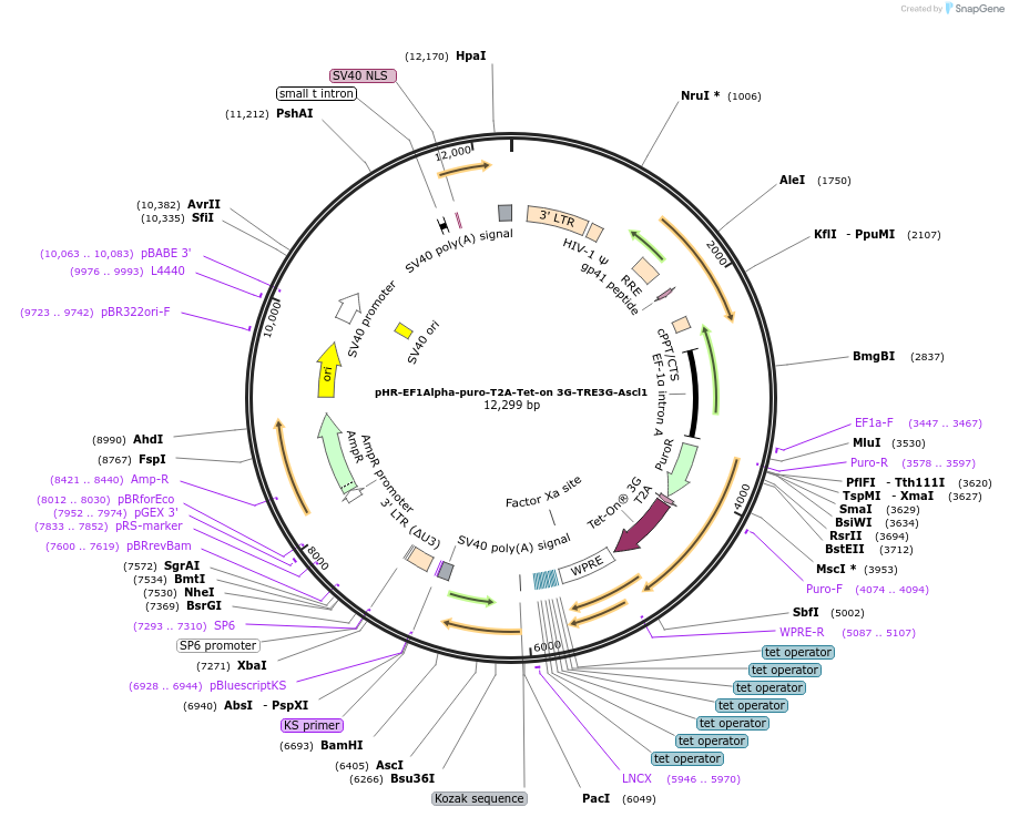 118593-plasmid-map-sequence-id-229486