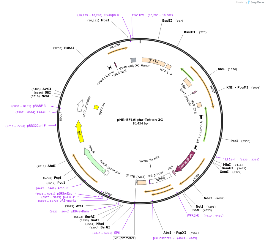 118592-plasmid-map-sequence-id-229487