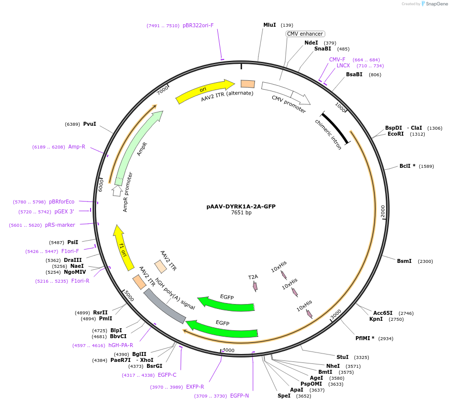 118270-plasmid-map-sequence-id-229494
