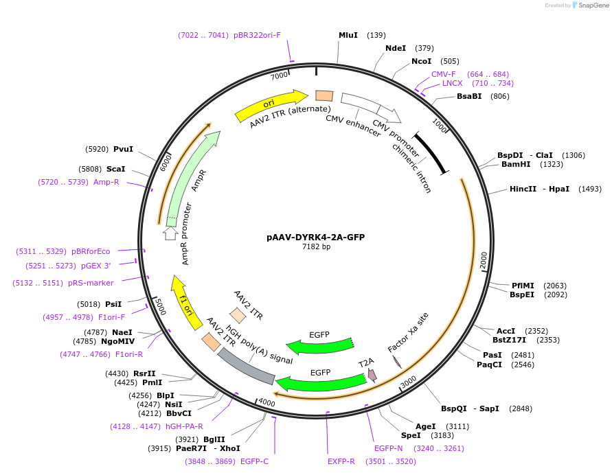 118288-plasmid-map-sequence-id-229495