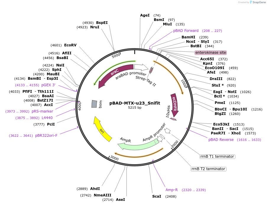 119044-plasmid-map-sequence-id-229496