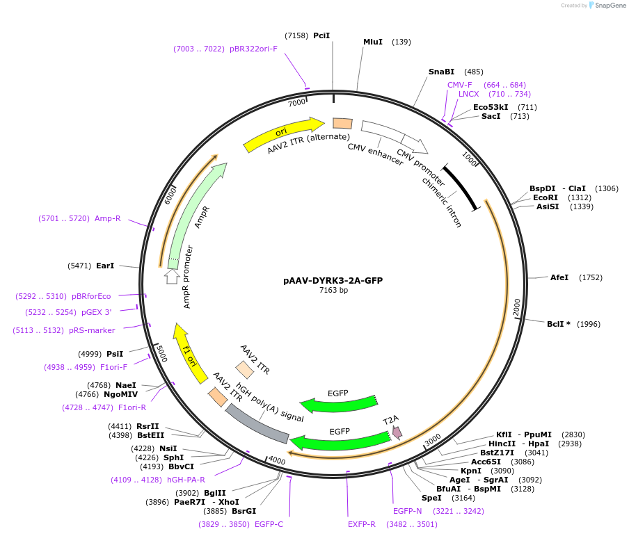 118286-plasmid-map-sequence-id-229497