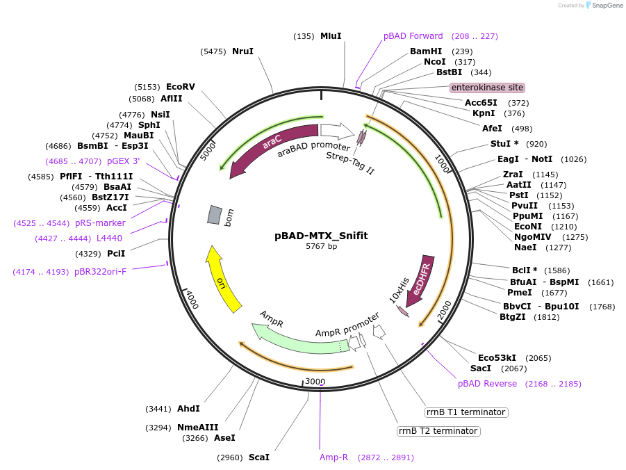 119043-plasmid-map-sequence-id-229498