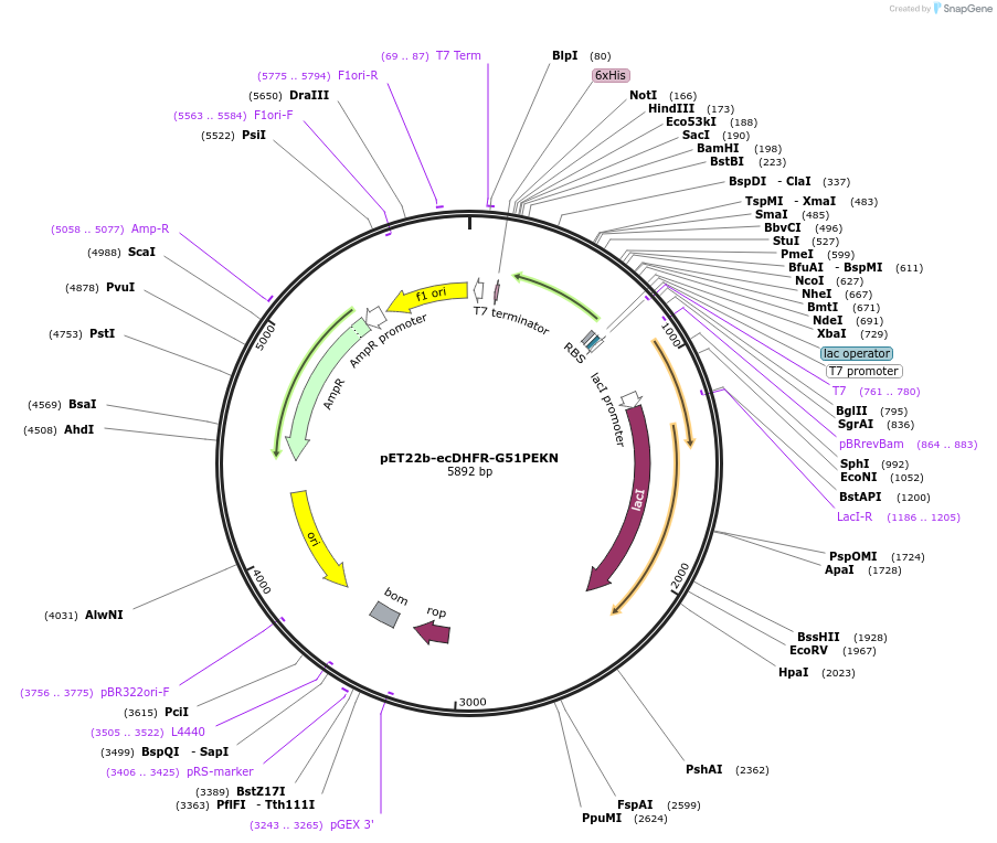 118582-plasmid-map-sequence-id-229499