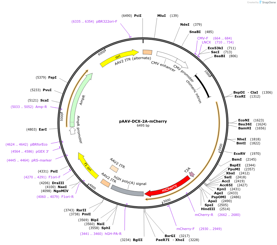 118290-plasmid-map-sequence-id-229502