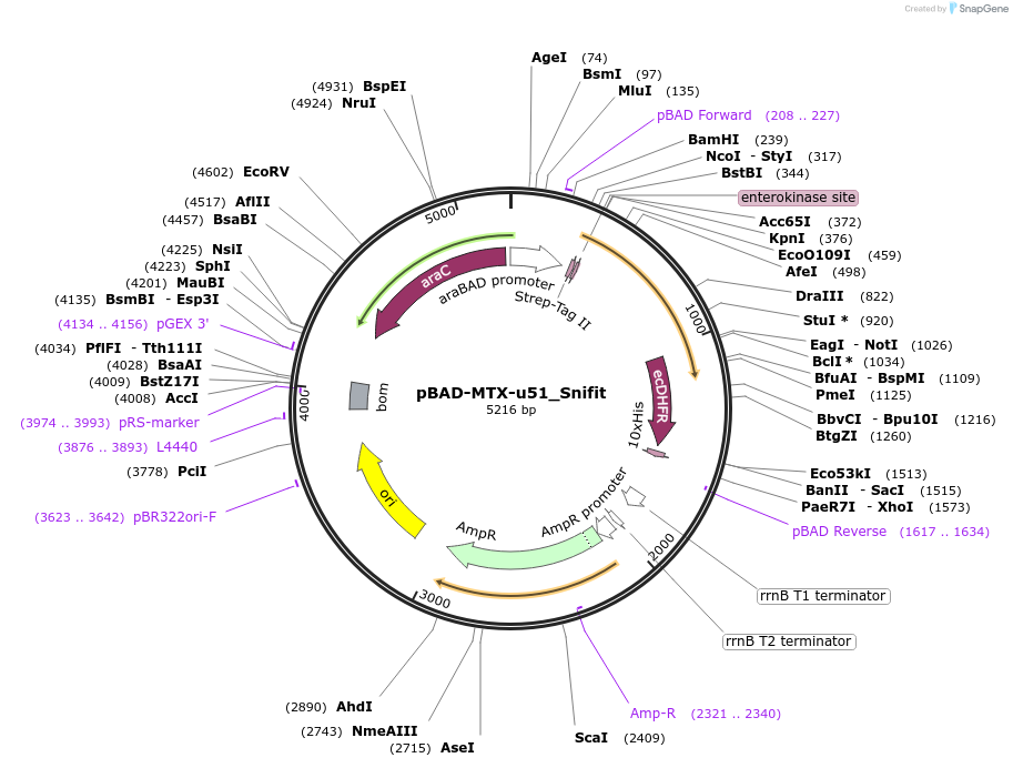 119046-plasmid-map-sequence-id-229503